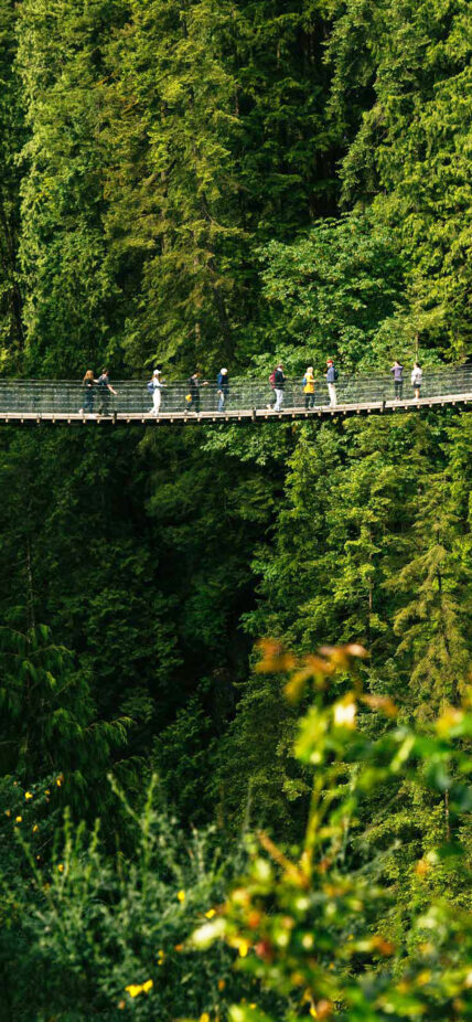 guests walking across the capilano suspension bridge